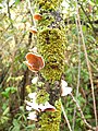 Fungus in El Bosque