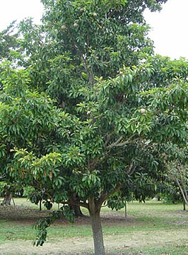 Sapodilla