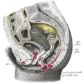 Sagittal section of the lower part of a female trunk, right segment.