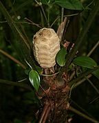 Zamia fairchildiana.