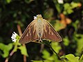 Dorsal view