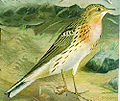 Red-throated Pipit