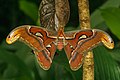 24. A pávaszemek (Saturniidae) családjába tartozó Attacus taprobanis lepke (Kadavúr, India) (javítás)/(csere)