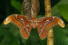 Attacus taprobanis-Kadavoor-2018-07-07-001.jpg