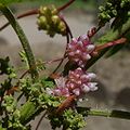 Glomérulo (de Cuscuta-europea