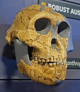 Craniul reconstruit al specimenului de femelă Paranthropus robustus DNH-7, Muzeul de Istorie Naturală, Londra