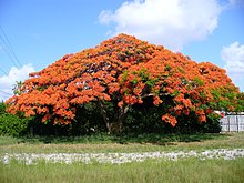 Delonix regia 01.jpg