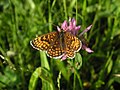 Vermutlich Ehrenpreis-Scheckenfalter (Melitaea aurelia)[14]