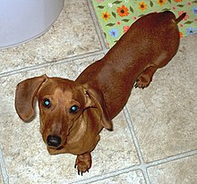 A Red Smooth Dachshund.