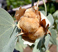 G. tomentosum boll