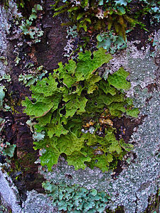 Lobaria pulmonaria