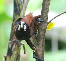 Montezuma Oropendola.jpg