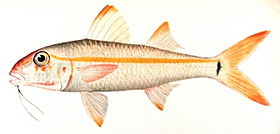 Mulloidichthys martinicus