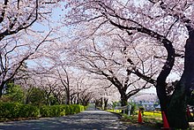 Vico de ĉerizarbaj arboj sur la kresta verda vojo (Tokiwamachi, Machida City, Tokio)