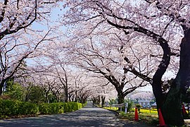 尾根緑道の桜並木