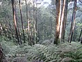 Parque Nacional Cusuco