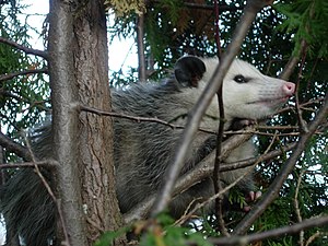 버지니아주머니쥐 (Didelphis virginiana)