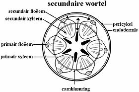 Schematische dwarsdoorsnede secundaire wortel