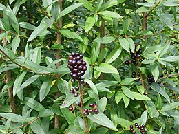 Közönséges fagyal (Ligustrum vulgare)