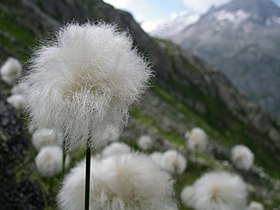 Eriophorum scheuchzeri