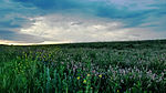 Central Black Earth Zapovednik