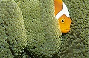 白罩雙鋸魚(Amphiprion leucokranos)