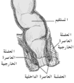 تشريح فتحة الشرج والمستقيم