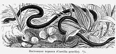 Description de l'image Caecilia gracilis.jpg.