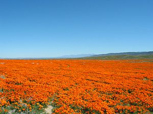 A field of California poppies