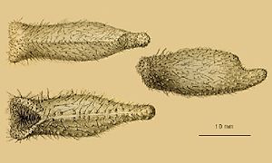 Certains oursins abyssaux très dérivés ont des formes étonnantes, comme cet Echinosigra amphora.