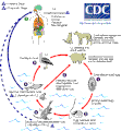 Ciclo de vida de Gnathostoma