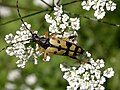 Leptura maculata Poda, 1761 ♀