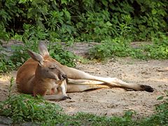 Red kangaroo