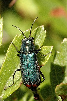 Малашка двупятнистая (Malachius bipustulatus)