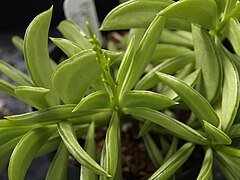 Peperomia dolabriformis