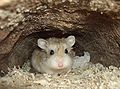 13 octobre 2015 Après la journée de la fille et le jour de la race, aujourd'hui: Journée du Hamster (y'a pas de raison après tout)