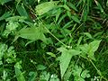 Feuilles hastées de Polygonum arifolium