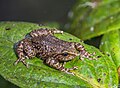 Image 31Pristimantis elegans, a frog native to the Andes