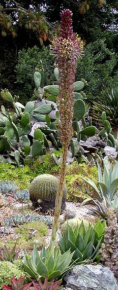 Description de l'image Agave chiapensis whole.jpg.