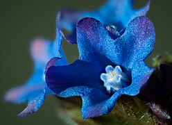 Fleur, diamètre 8-9 mm.