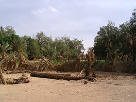 Image illustrative de l’article Bayoud du palmier dattier