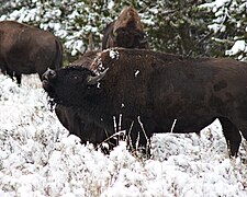 Bison