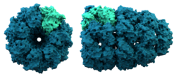 Hitzeschockprotein 60 kDa