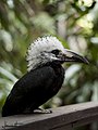 Calao à huppe blanche (Horizocerus albocristatus)