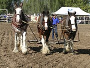 Trzy clydesdale podczas bronowania