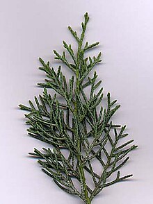 Cupressus arizonica var. glabra