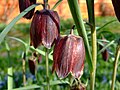 Fritillaria ruthenica