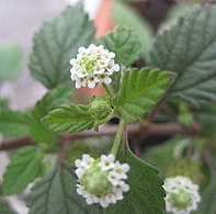 Lipie Lippia dulcis