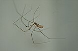 Pholcus phalangioides