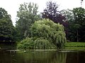 Stadtparkteich mit Trauerweide auf der Insel